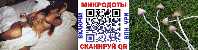 Псилоцибиновые грибы Psilocybe Карасук